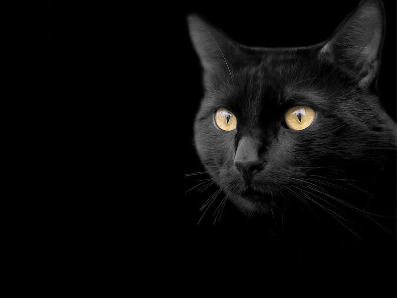 Black Cat with Yellow Eyes — Dramatic, Night