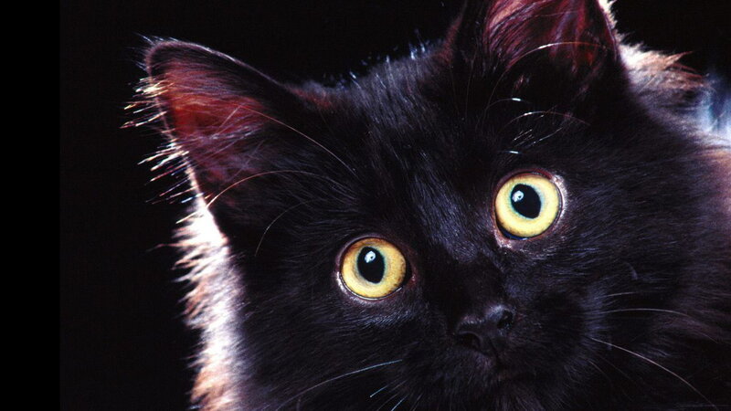 Black Cat with Yellow Eyes — Dramatic, Photograph, Ears