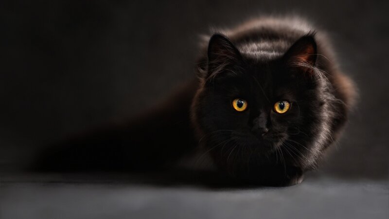 Black Cat with Yellow Eyes — Dramatic, Photograph, Fur, Dark Background