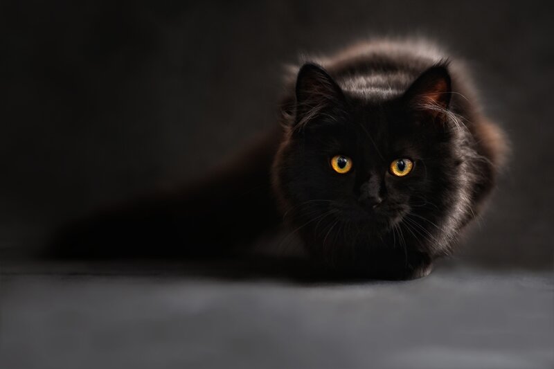 Black Cat with Yellow Eyes — Dramatic, Photograph, Fur