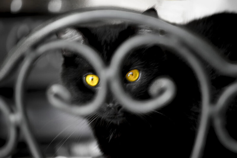 Black Cat with Yellow Eyes — Dramatic, Photograph, Metal Bars