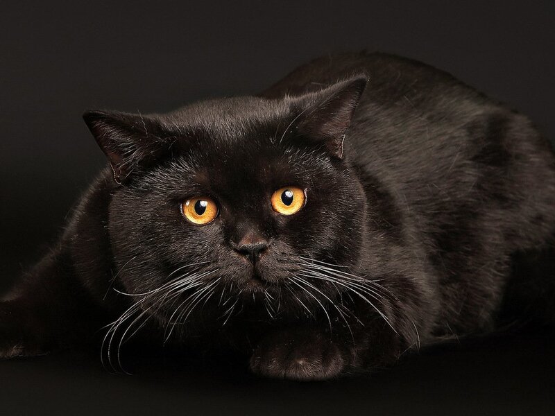 Black Cat with Yellow Eyes — Dramatic, Photograph