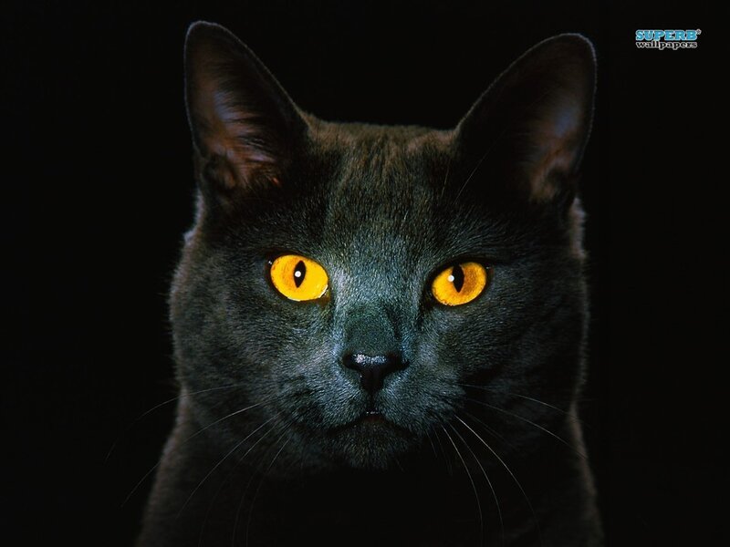 Black Cat with Yellow Eyes — Dramatic, Photograph, Whiskers, Dark Background