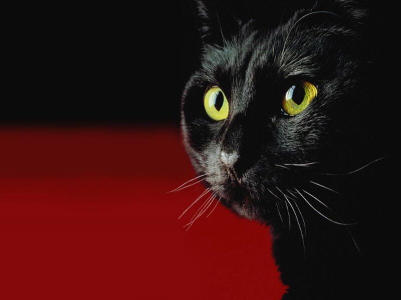 Black Cat with Yellow Eyes — Dramatic, Photograph, Whiskers