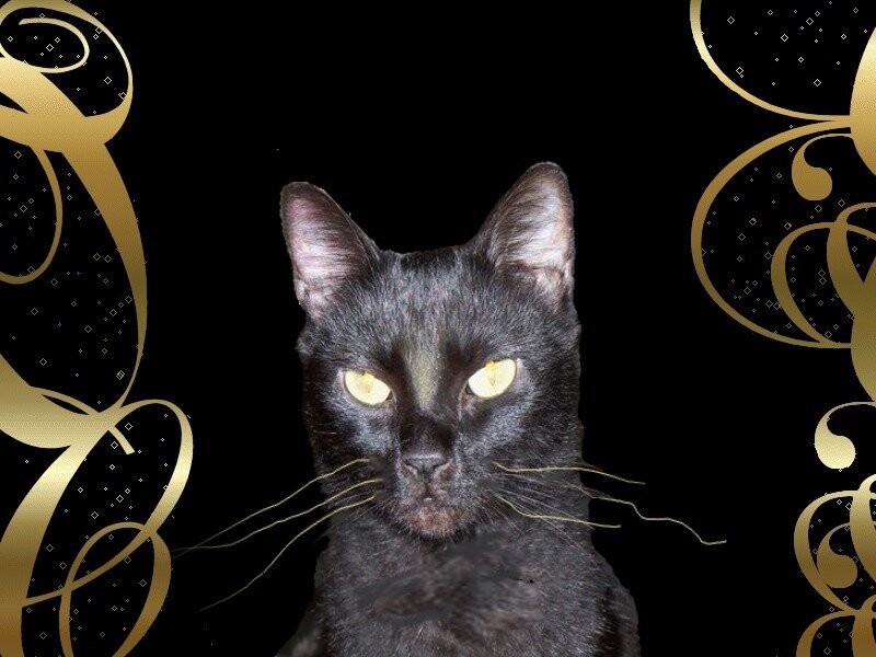 Black Cat with Yellow Eyes — Dramatic
