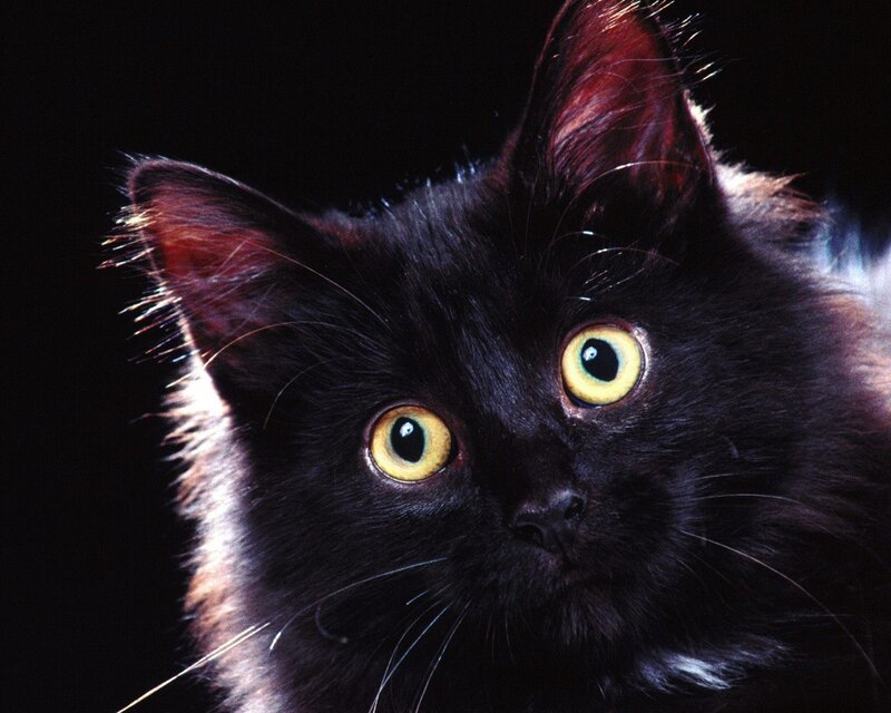 Black Cat with Yellow Eyes — Ears, Whiskers
