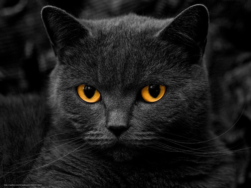 Black Cat with Yellow Eyes — Gray, Intense