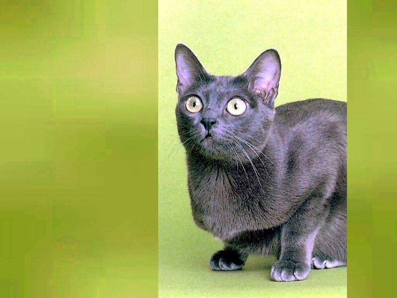 Black Cat with Yellow Eyes — Gray
