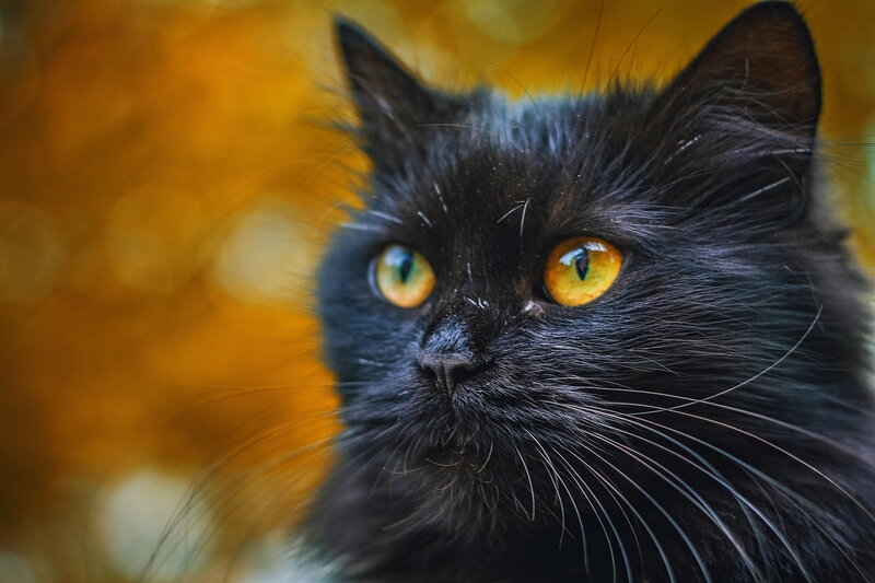 Black Cat with Yellow Eyes — Intense, Autumn