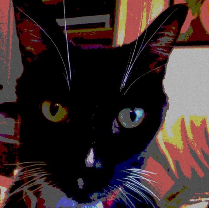 Black Cat with Yellow Eyes — Intense, Digital Art