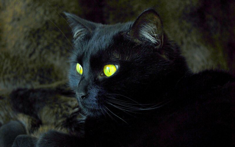 Black Cat with Yellow Eyes — Intense, Night