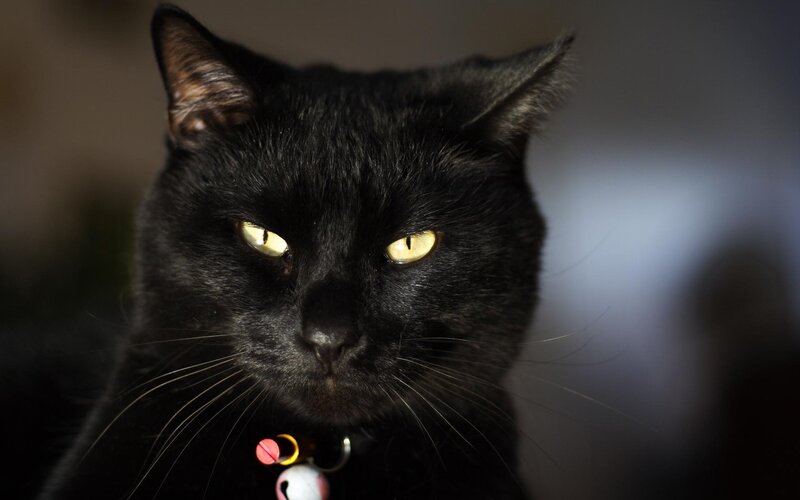 Black Cat with Yellow Eyes — Intense, Photograph, Collar