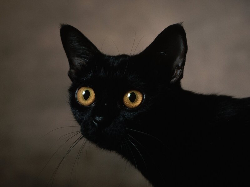 Black Cat with Yellow Eyes — Intense, Photograph