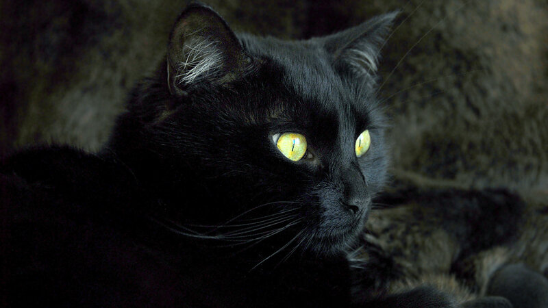 Black Cat with Yellow Eyes — Intense, Photograph, Whiskers, Dark Background