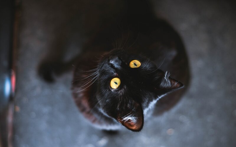 Black Cat with Yellow Eyes — Intense, Photograph, Whiskers, Floor