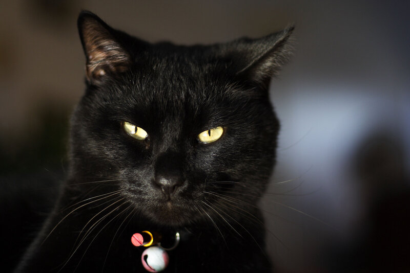 Black Cat with Yellow Eyes — Intense