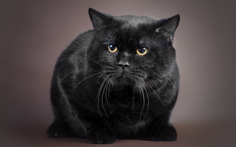 Black Cat with Yellow Eyes — Neutral, Photograph
