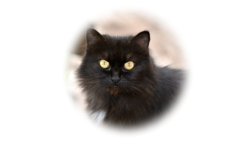 Black Cat with Yellow Eyes — Neutral