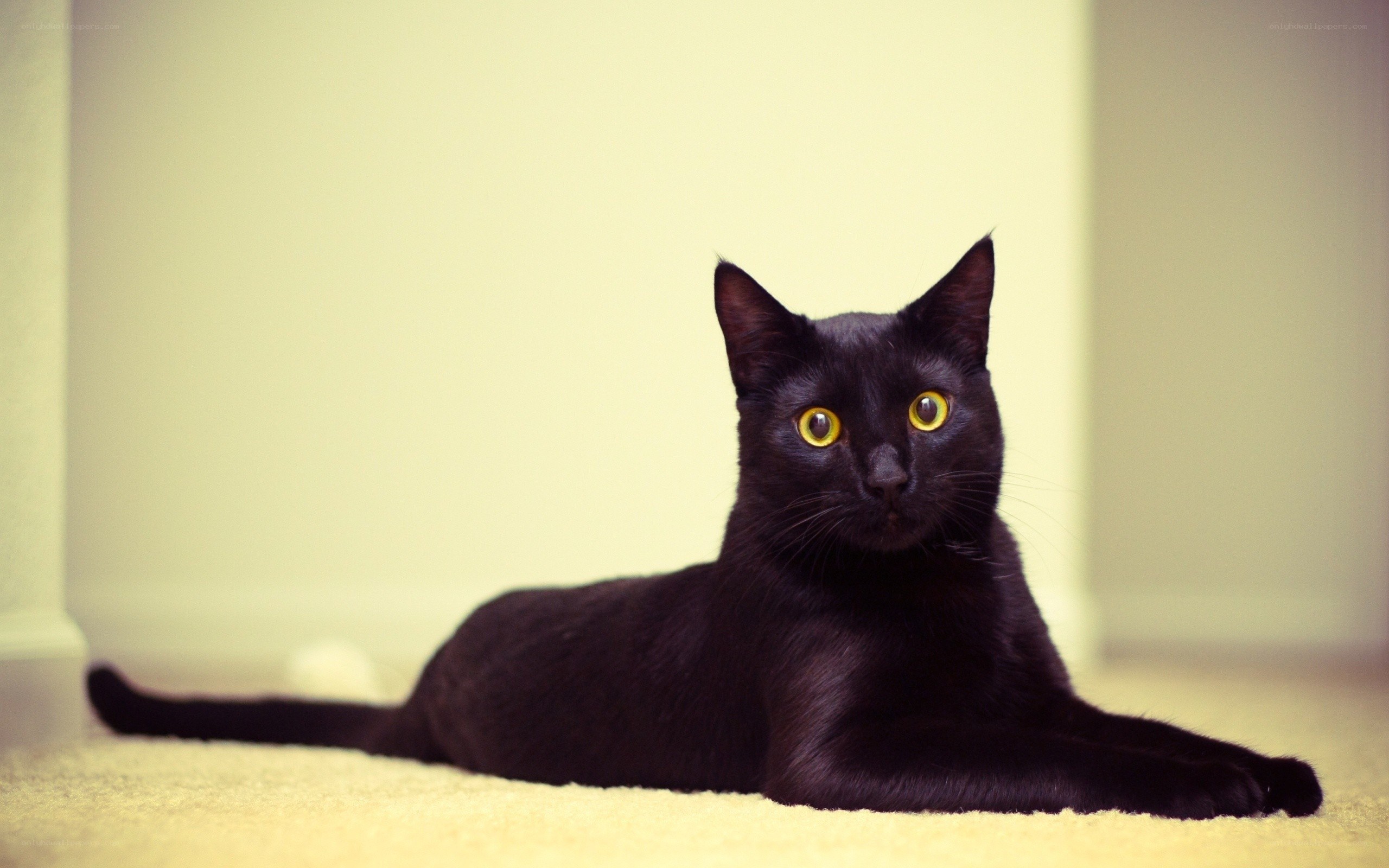 black cat with yellow eyes