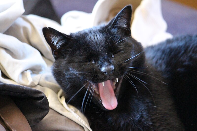 black cat yawning