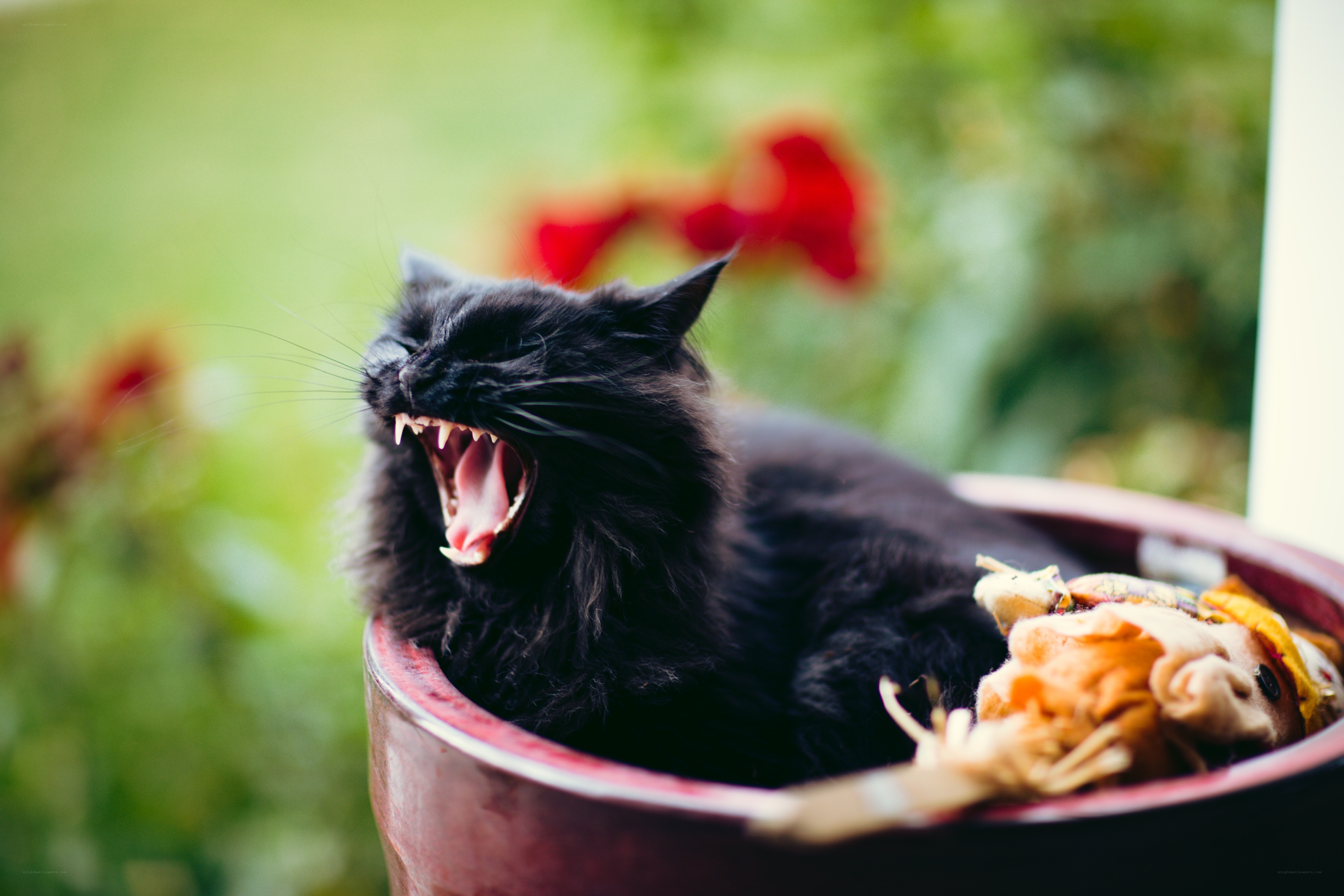 Black cat yawning in a pot