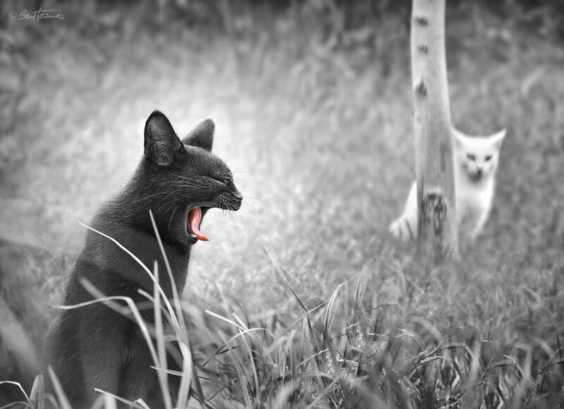 Black Cat Yawning — Natural