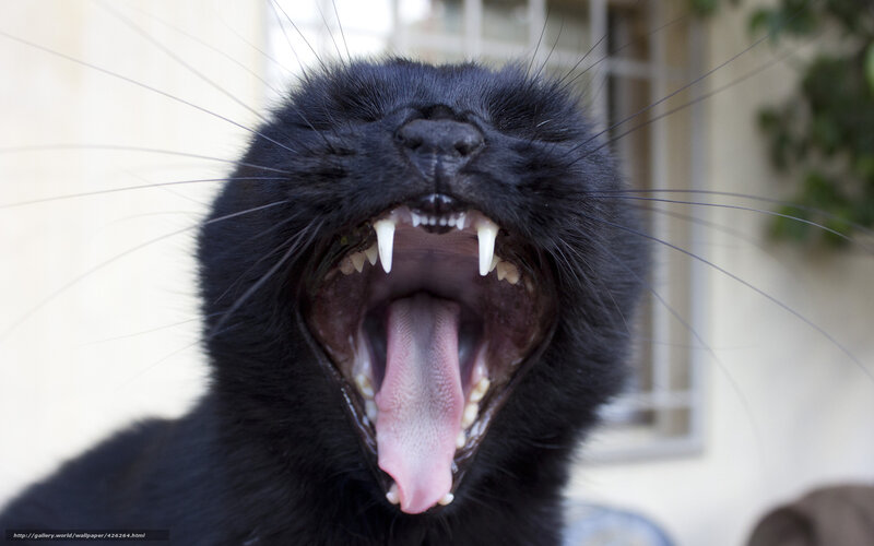 Black Cat Yawning — Neutral, Afternoon, Photograph