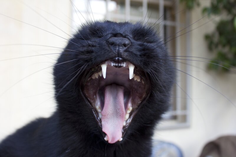 Black Cat Yawning — Neutral, Afternoon