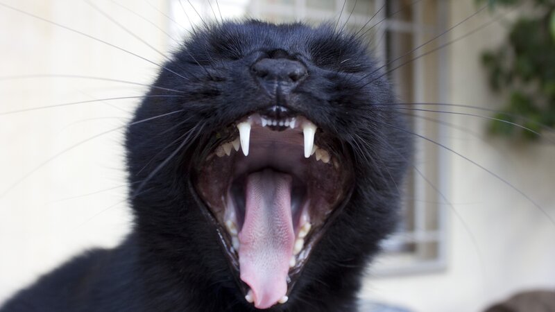 Black Cat Yawning — Neutral, Photograph