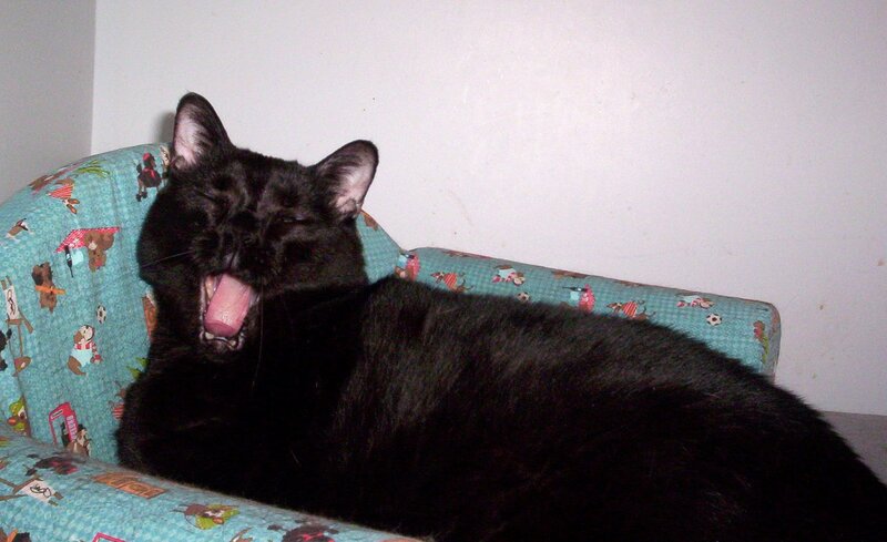 Black cat yawning on couch