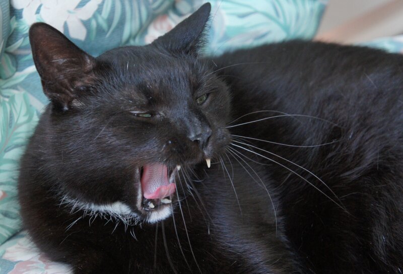 black cat yawning