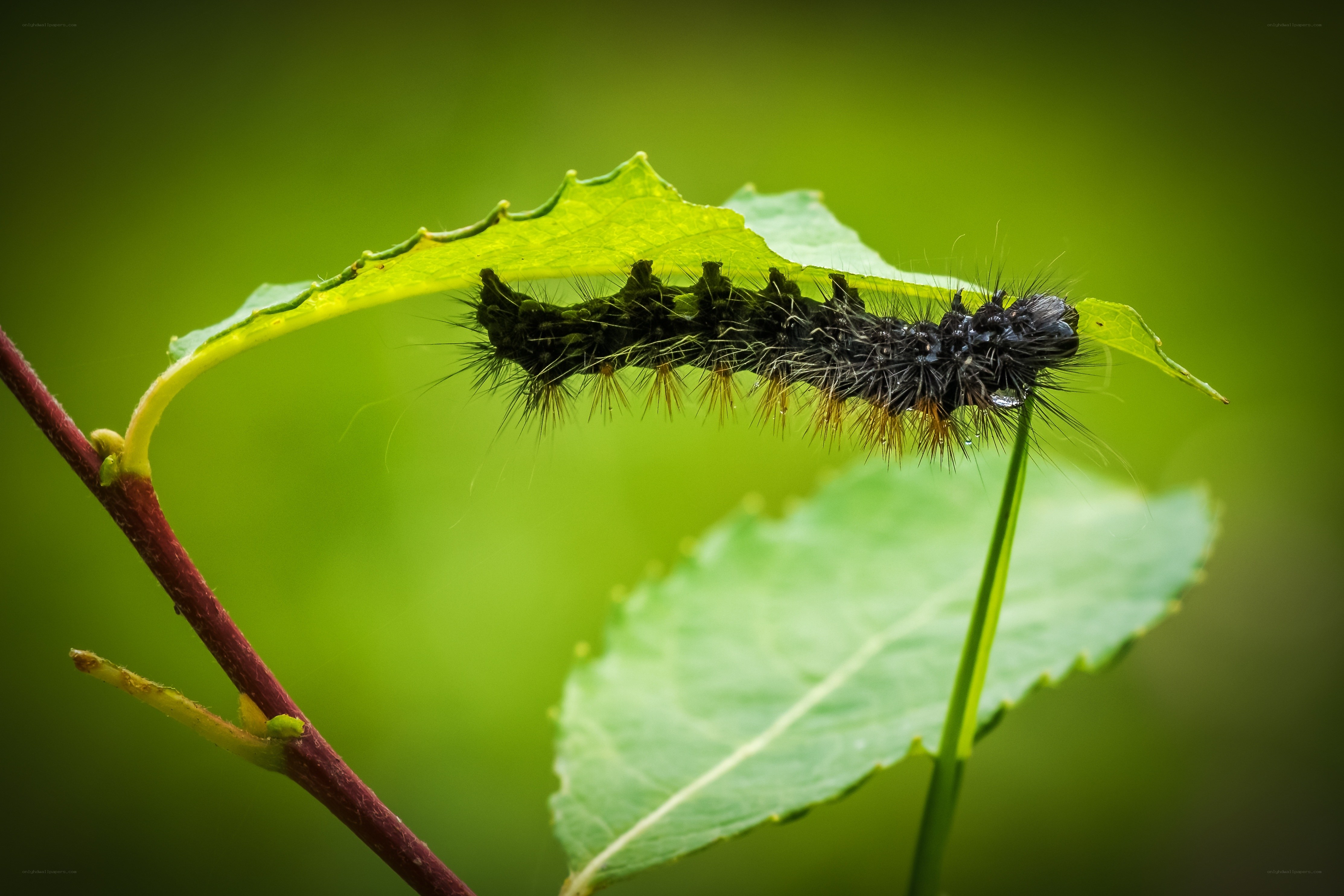 black caterpillar on green leaf