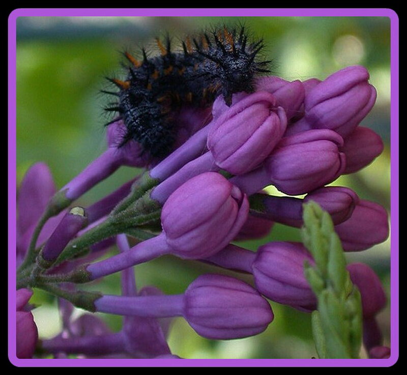 Black Caterpillar on Purple Flowers