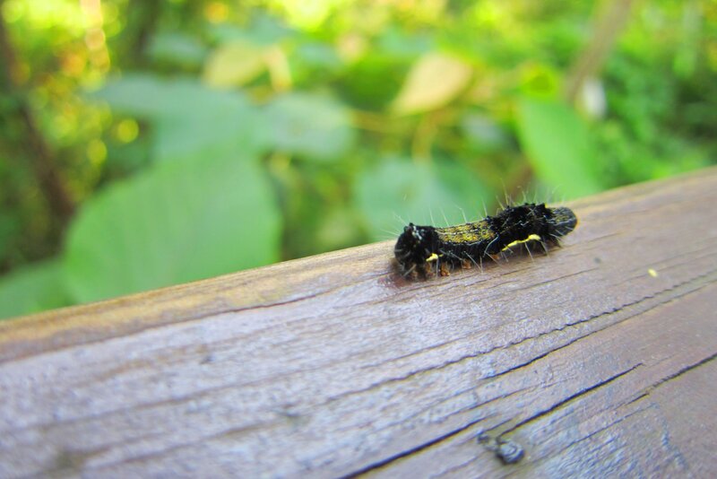 Black Caterpillar on Wood