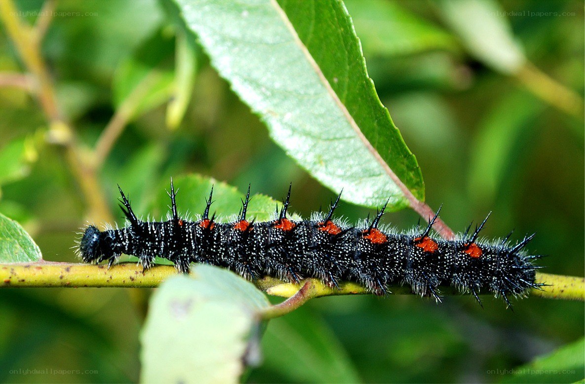 black caterpillar with red spots