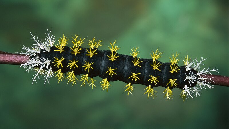 Black caterpillar with spines