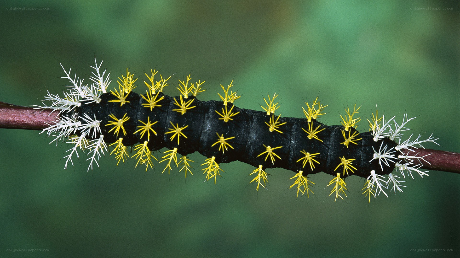 Black caterpillar with spines