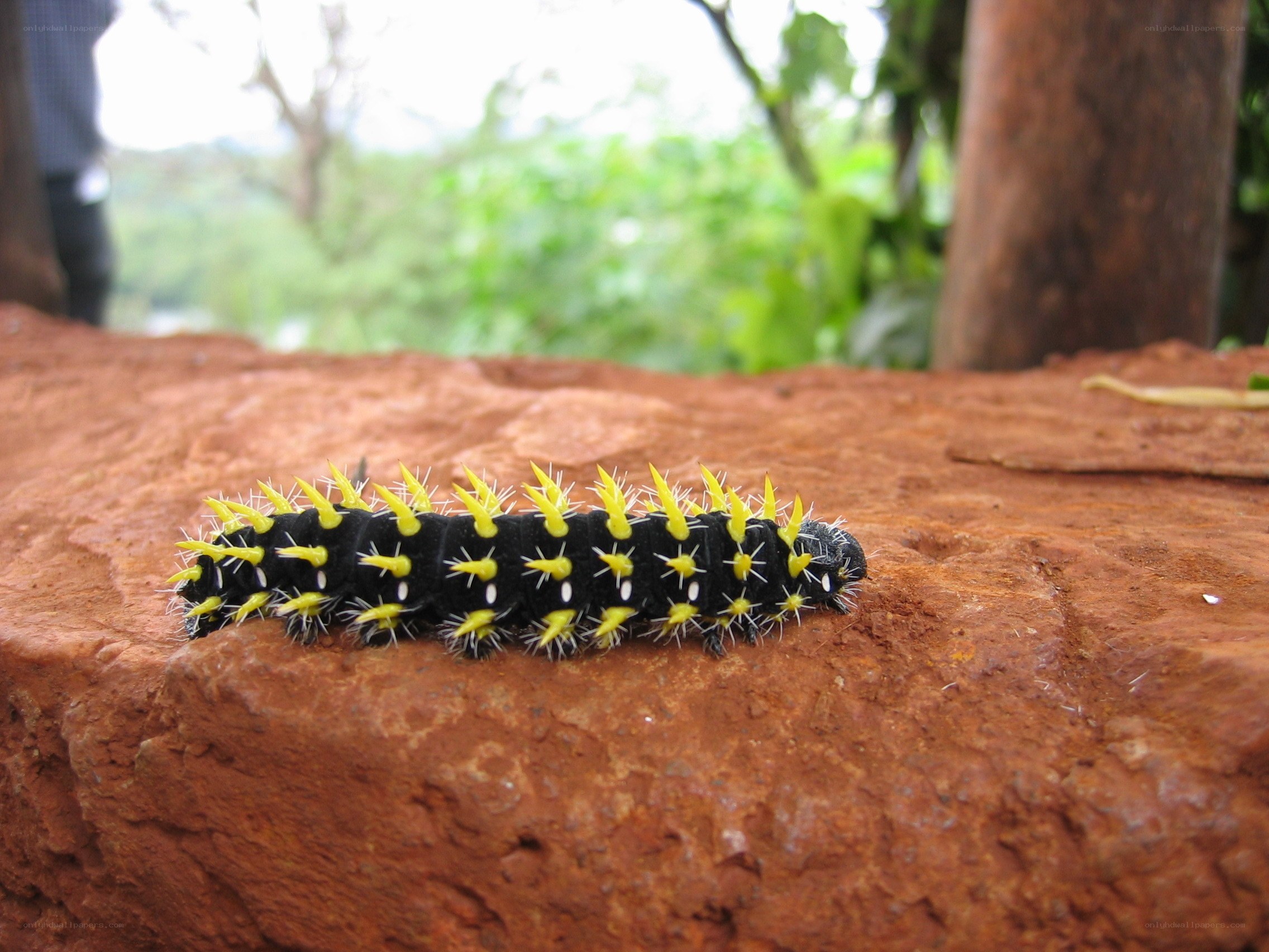 black caterpillar with yellow spikes