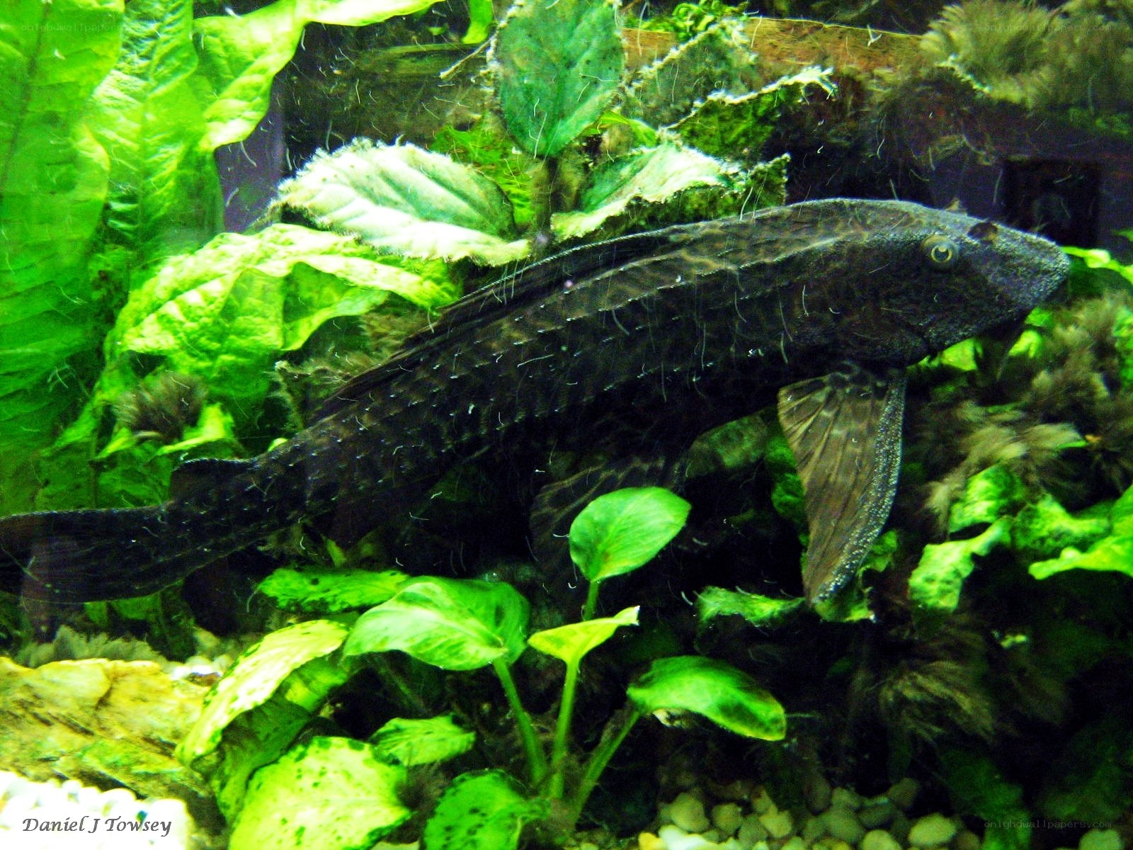 black catfish in aquarium