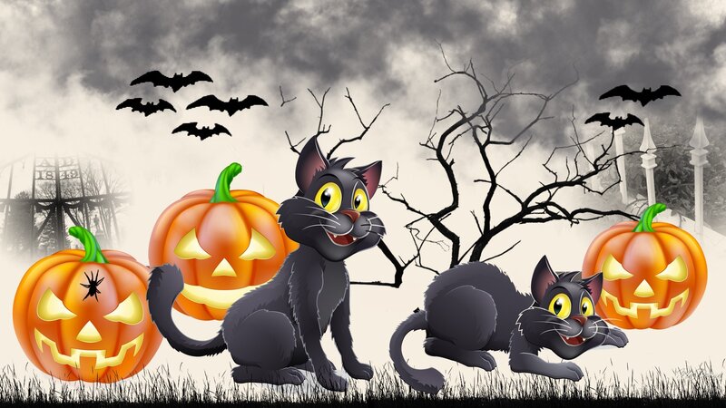 Black Cats and Pumpkins — Orange, Creepy