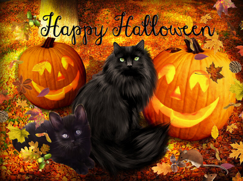 Black Cats and Pumpkins — Orange