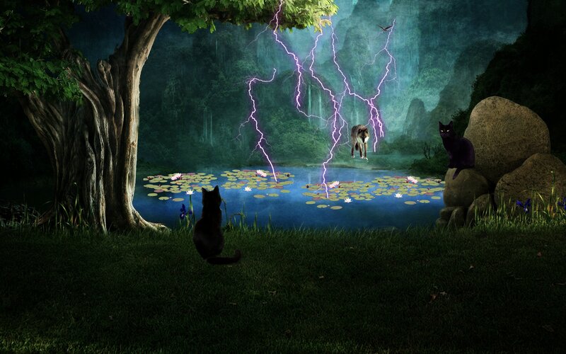 Black Cats and Wolf