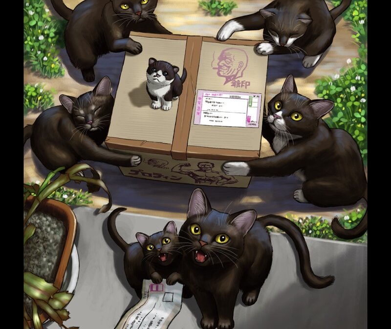 Black Cats Around Box