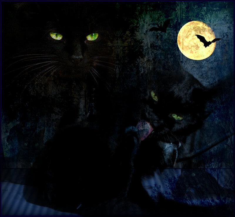 Black Cats at Night