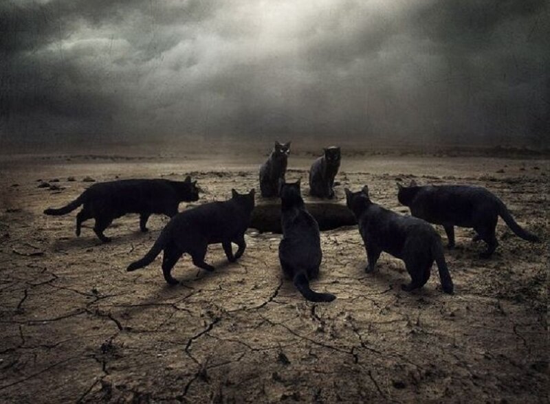 black cats in a desolate landscape