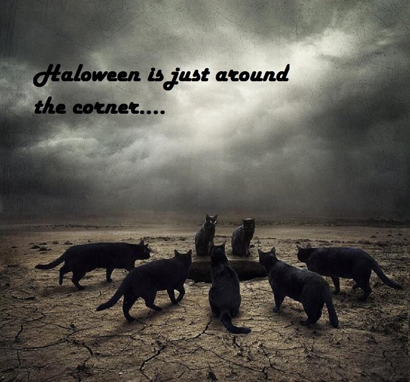 Black Cats in Desert