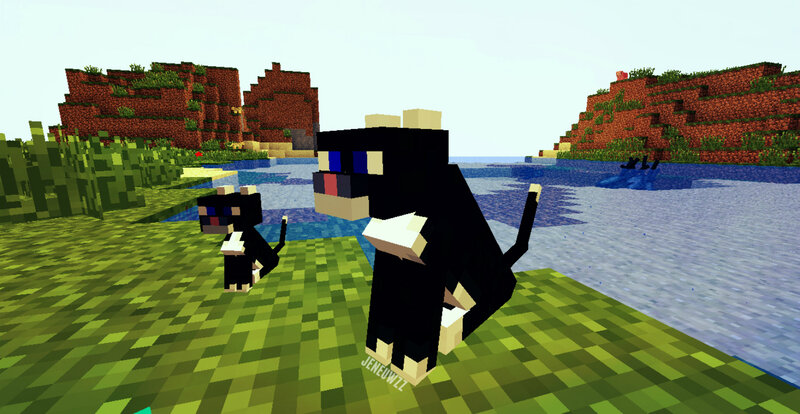 Black Cats in Grass