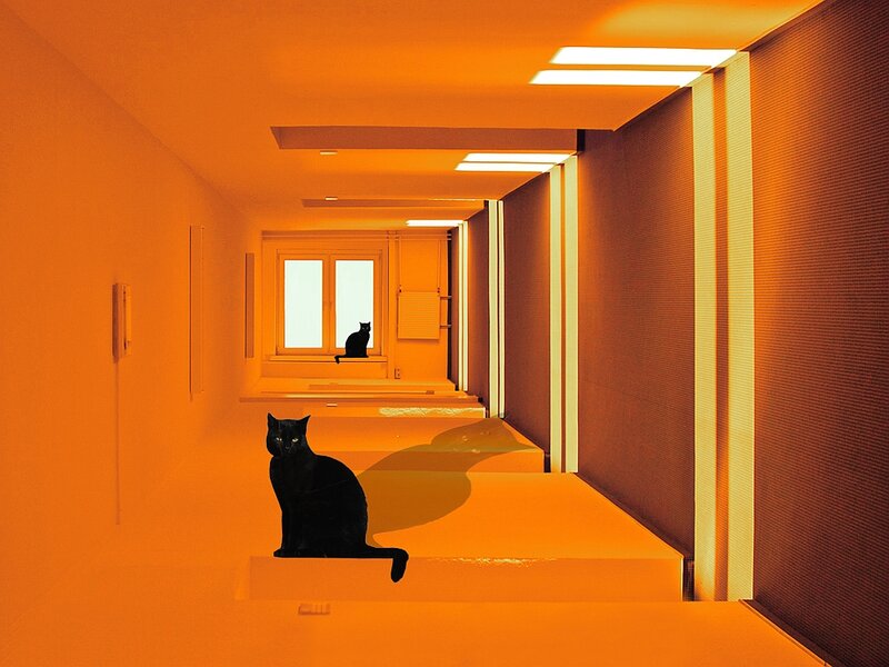 Black Cats in Hallway