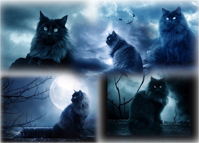 Black Cats in Moonlight