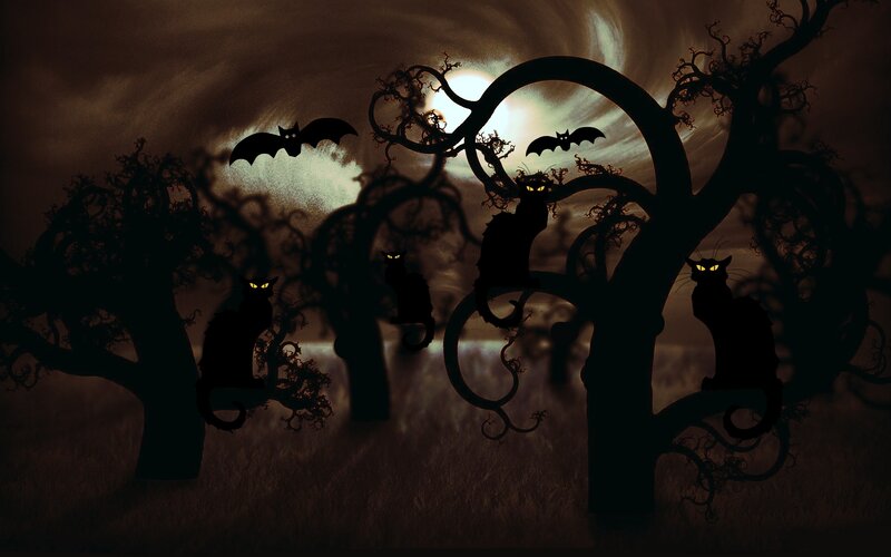 Black Cats in Trees
